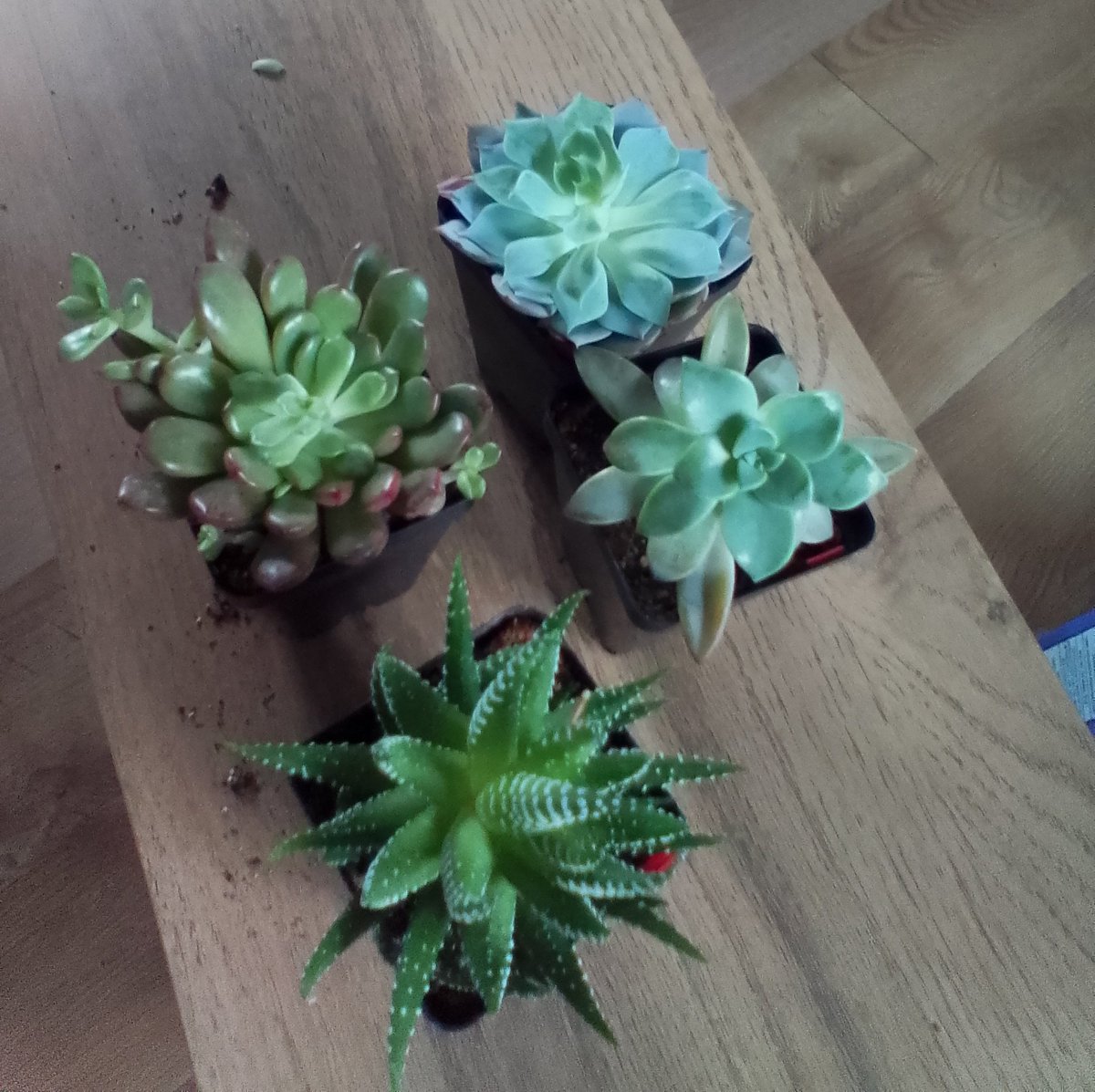 🇺🇲 HomeGrowLiberty 🇺🇲 tweet media