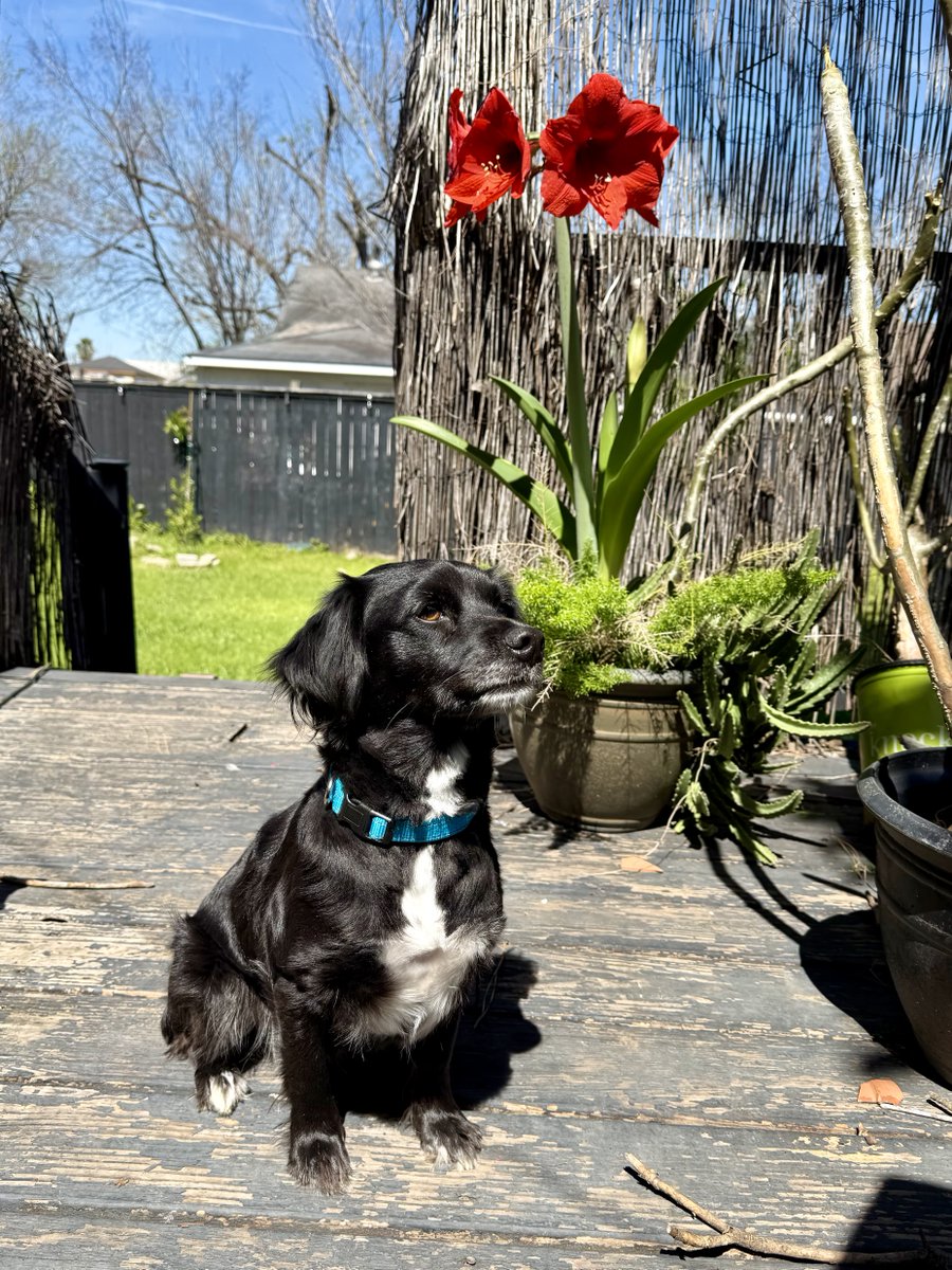 Phoenix Azul 🌸 Spring Fling 🌸 tweet media