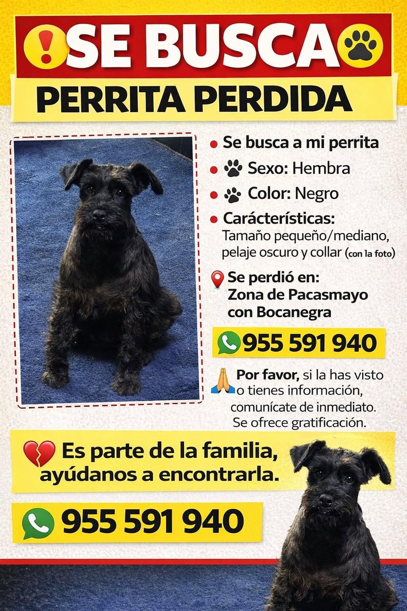 🐶 Se busca perrita perdida en la zona de Pacasmayo con Bocanegra (Callao).
Hembra, color negro, tamaño pequeño/mediano y pelaje oscuro.
📞 Si la has visto o tienes información, comunícate al 955 591 940.
🙏 Se ofrece gratificación. ¡Ayudemos a que vuelva a casa! #Callao