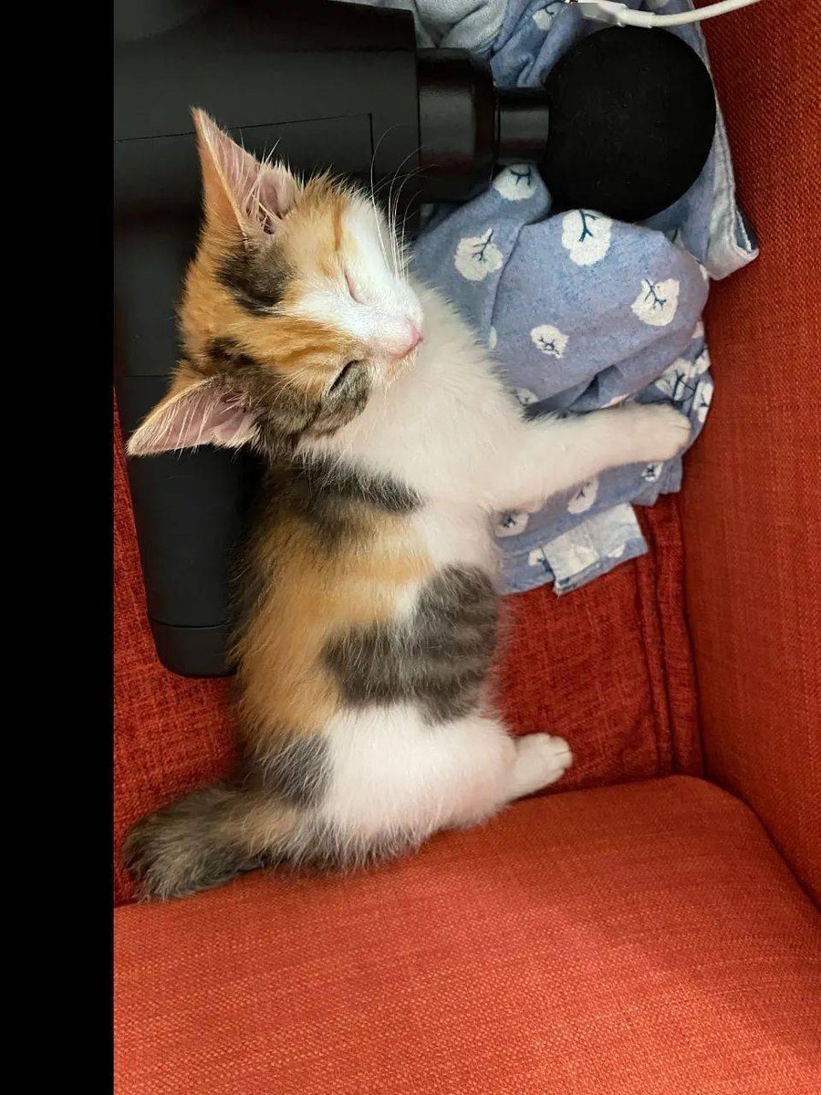 Roshanc84897030's tweet photo. 加班夜桌上的暖光里，小橘猫蜷成毛球蹭你手腕——疲惫时的柔软拥抱，比咖啡更治愈 https://t.co/4C5CtmcO7Q