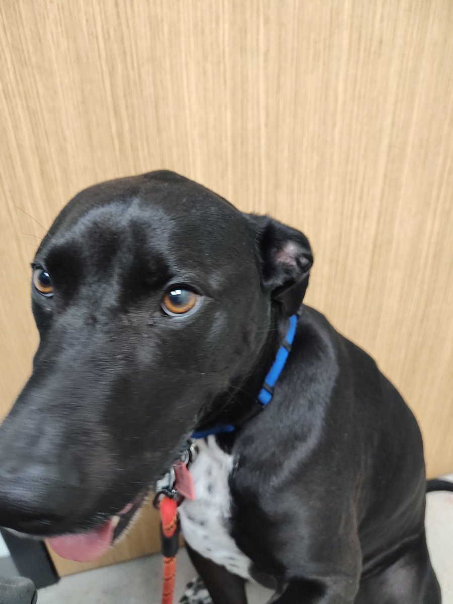Huge thank you to Dr Sean Greenlaw @Verdigrus Pet Hospital in New Bern NC who fixed our dog up after he cut his paw on a shell at the beach