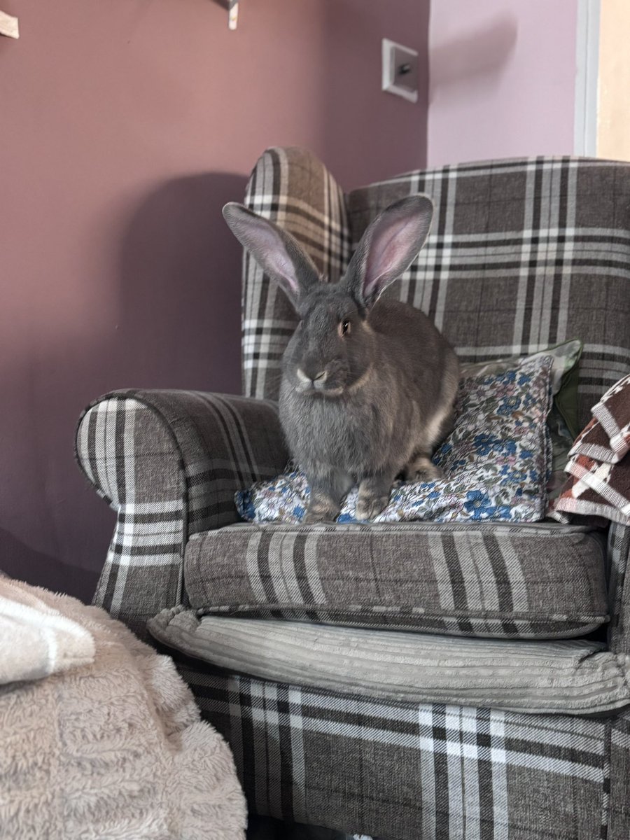 Carrot Cottage Rabbit Rescue tweet media