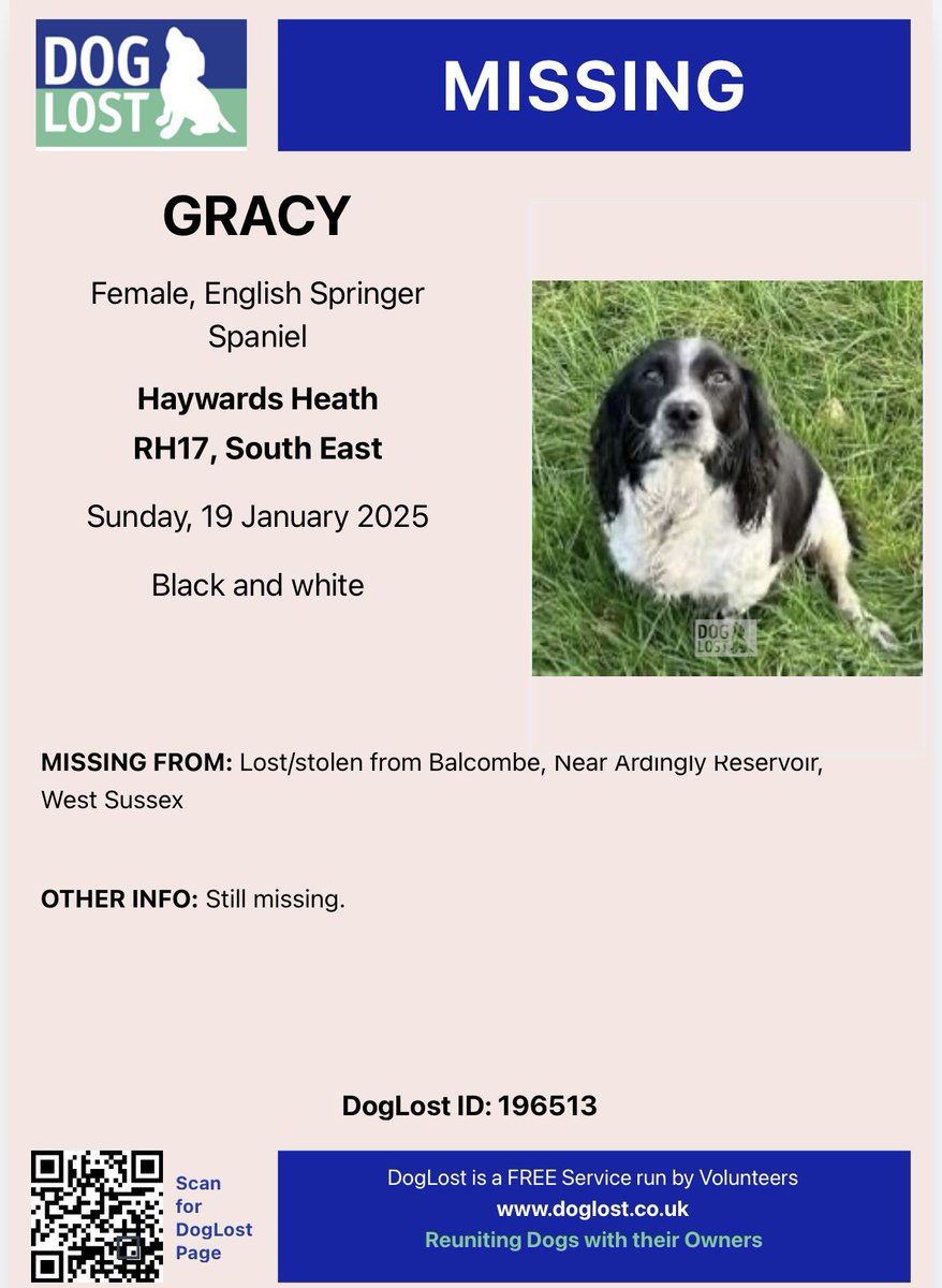 spaniel alert tweet media