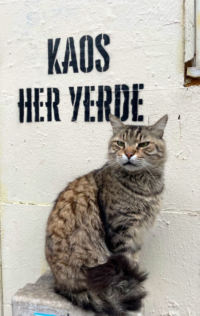 kola olmayan zero tweet media