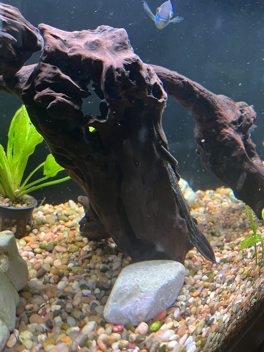 YNOT the Wicked tweet media