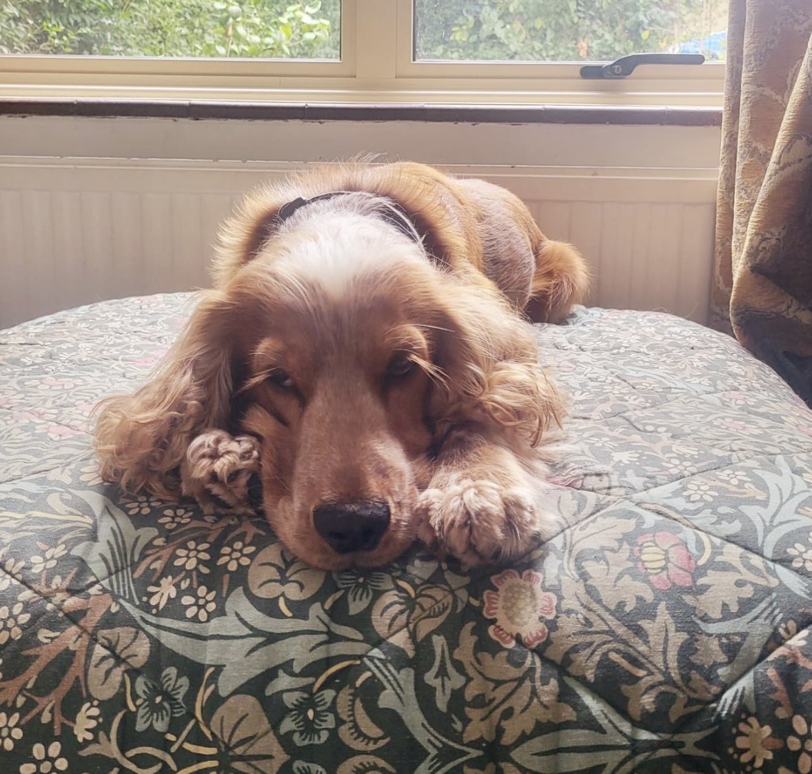 spaniel alert tweet media