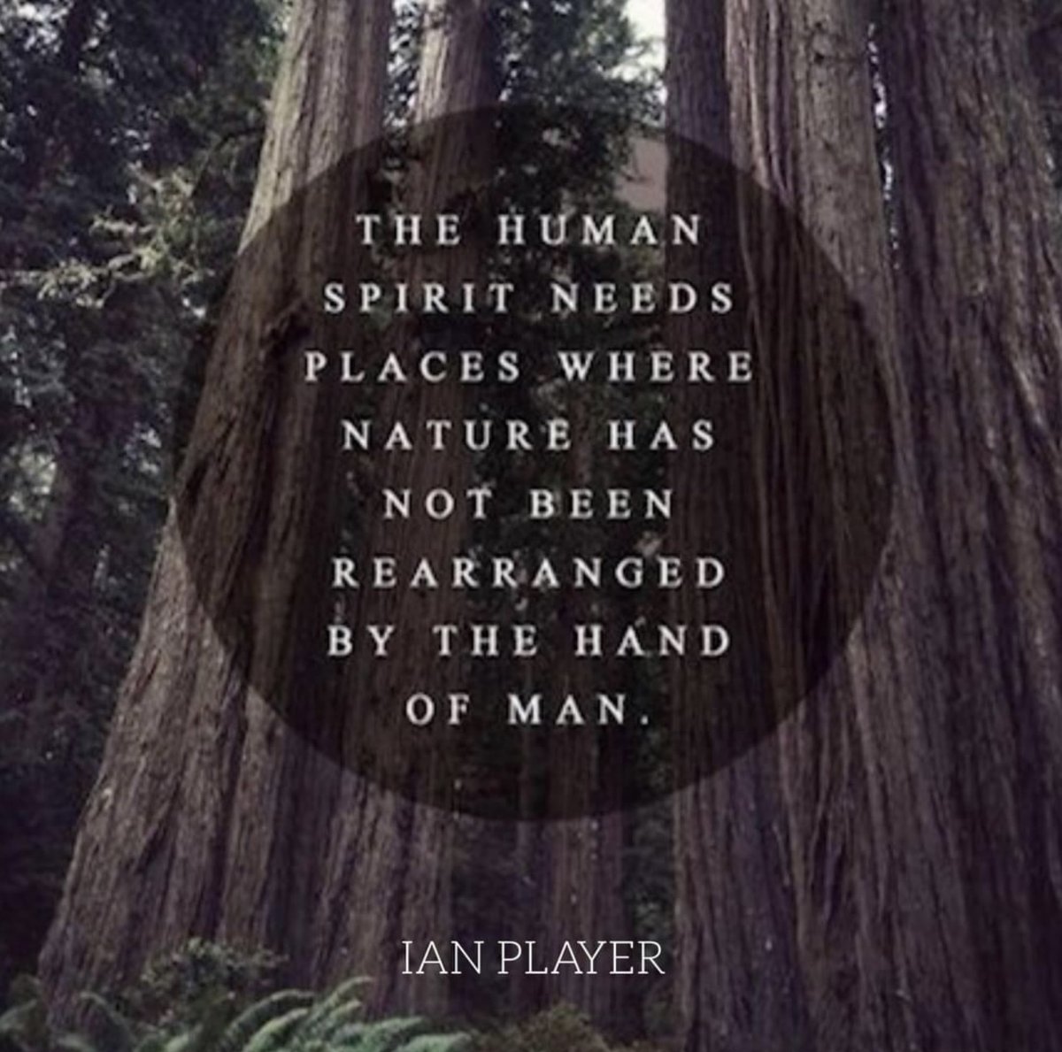 IAN PLAYER “Out of Africa” tweet media