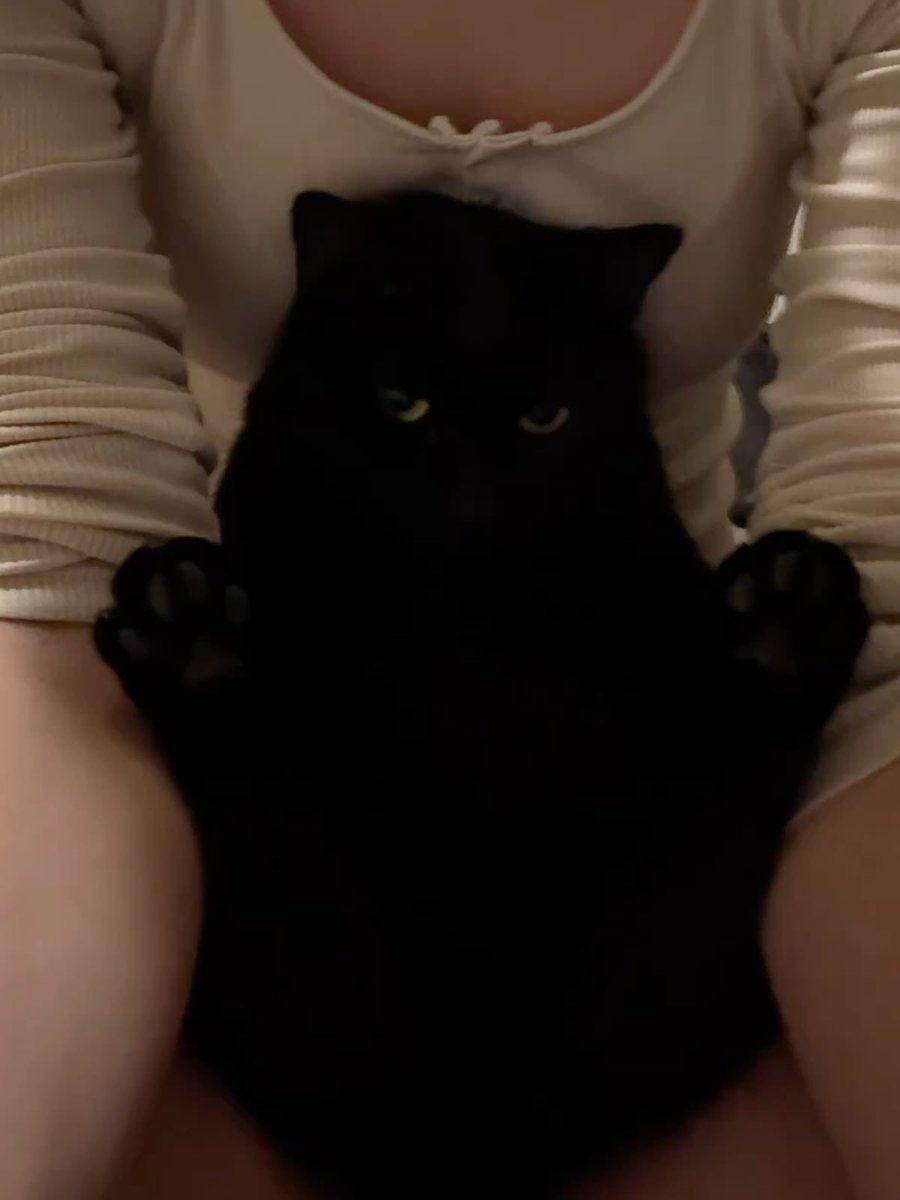 Black cats are not bad luck tweet media