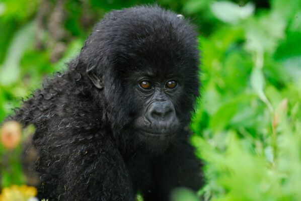 🌿🐾 Don't let these majestic creatures disappear forever. The rainforest is their home, but it's vanishing before our eyes. 😢 Together, we can make a difference. 🌎 #SaveOurRainforest #ProtectEndangeredSpecies #ActForNature #EnvironmentalCrisis