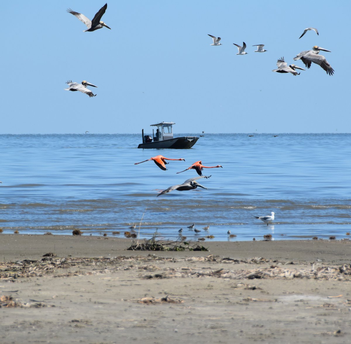 LaWildlife&Fisheries tweet media