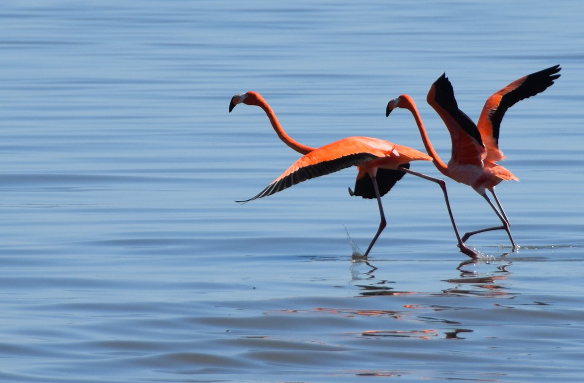 LaWildlife&Fisheries tweet media