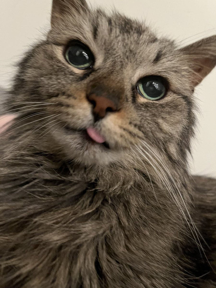 julie 🦩🍩🌟 tweet media