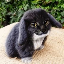 Cabbit 🐰 tweet media