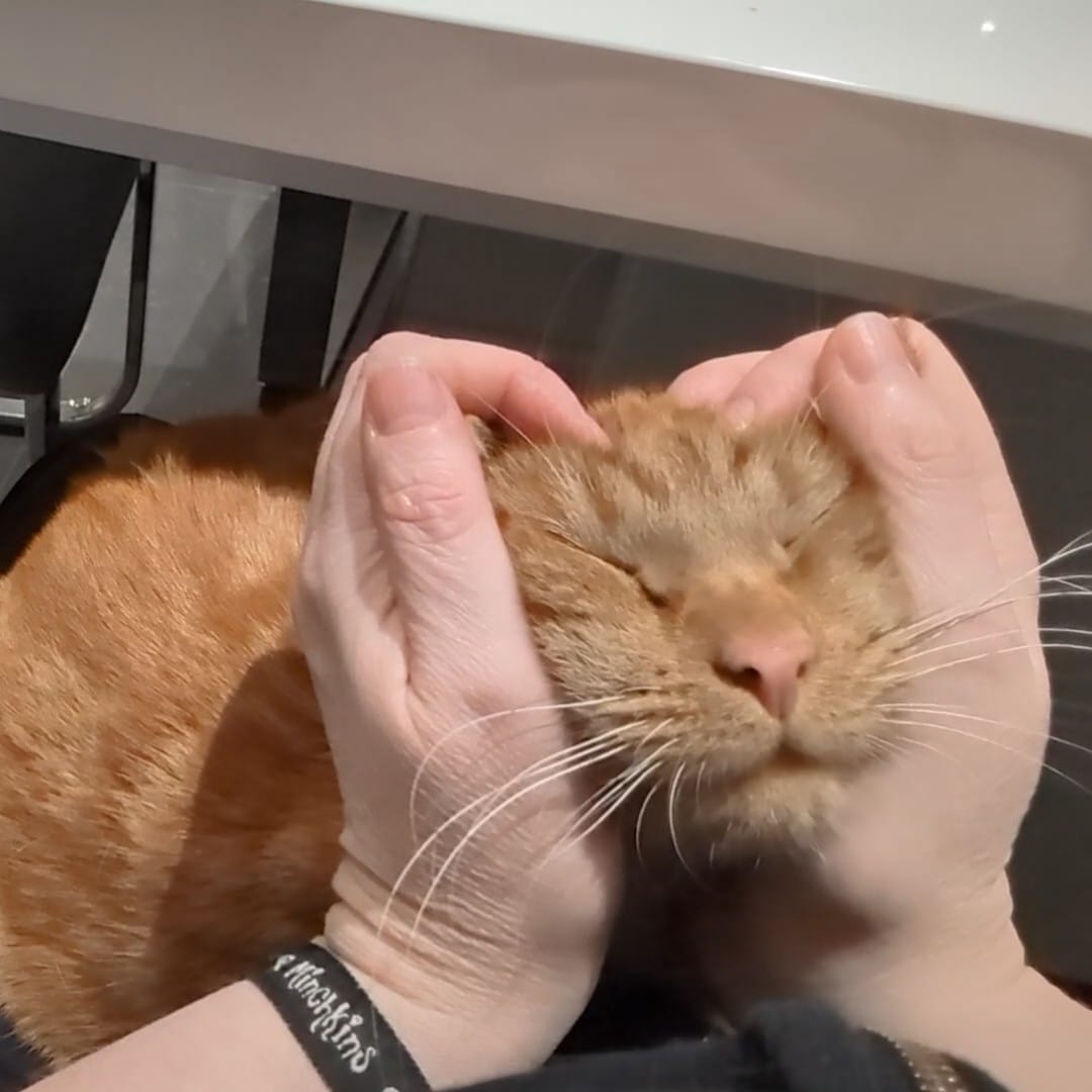 Dr Andy Smith (@evilokapi.bsky.social) tweet media