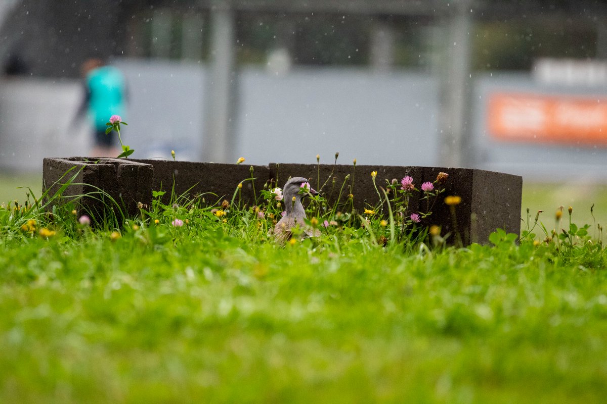 Deportes Puerto Montt tweet media