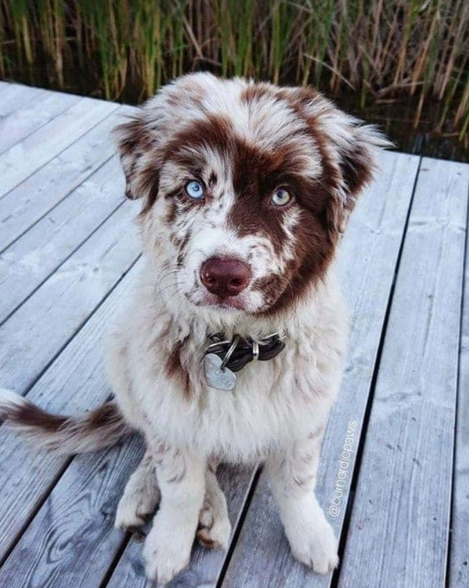 Best in Dogs tweet media