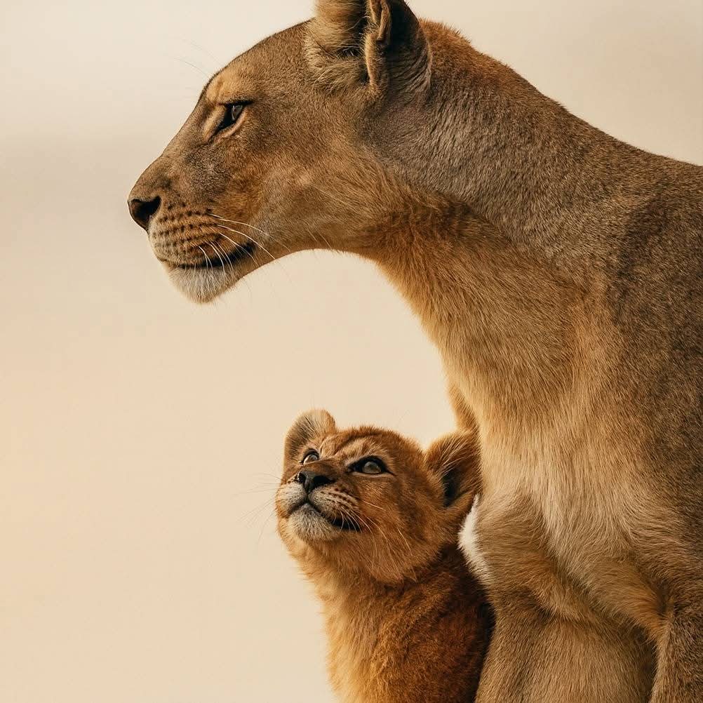 أمثال عالمية tweet media