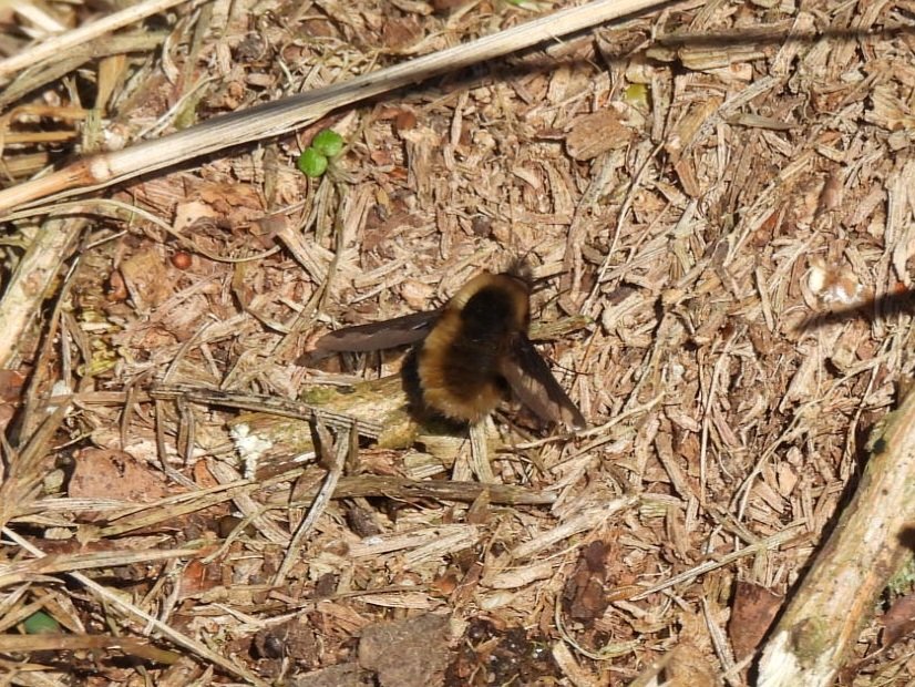 Mark Clements tweet media