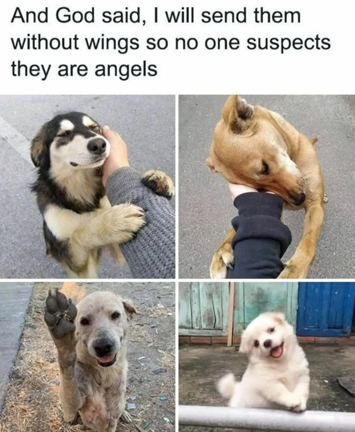 Tweets of Dogs tweet media