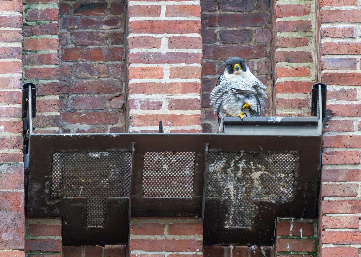 Brian Gallagher tweet media