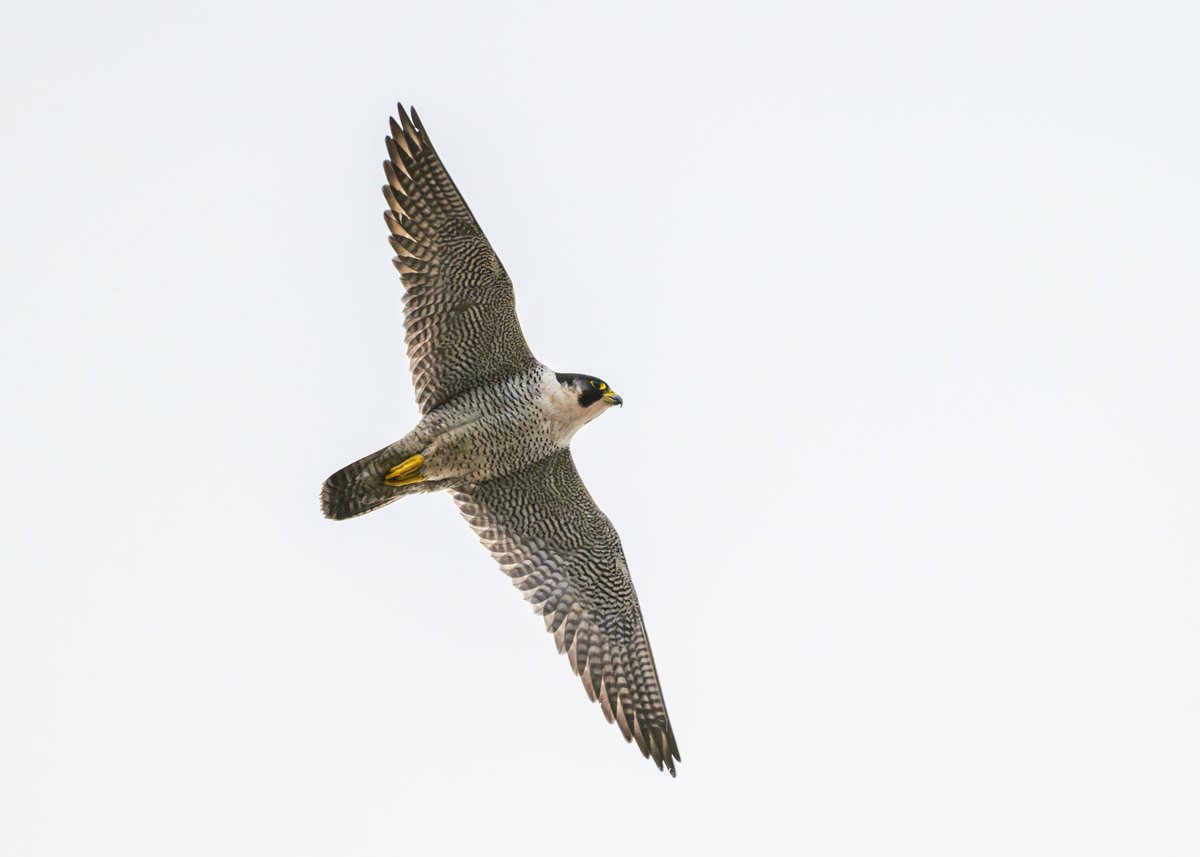 Brian Gallagher tweet media