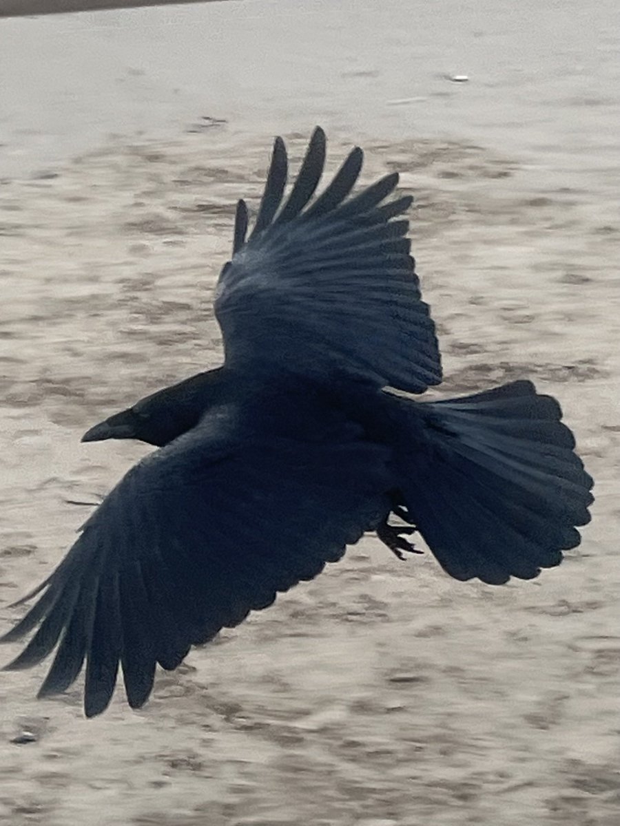 Ian Tattum tweet media