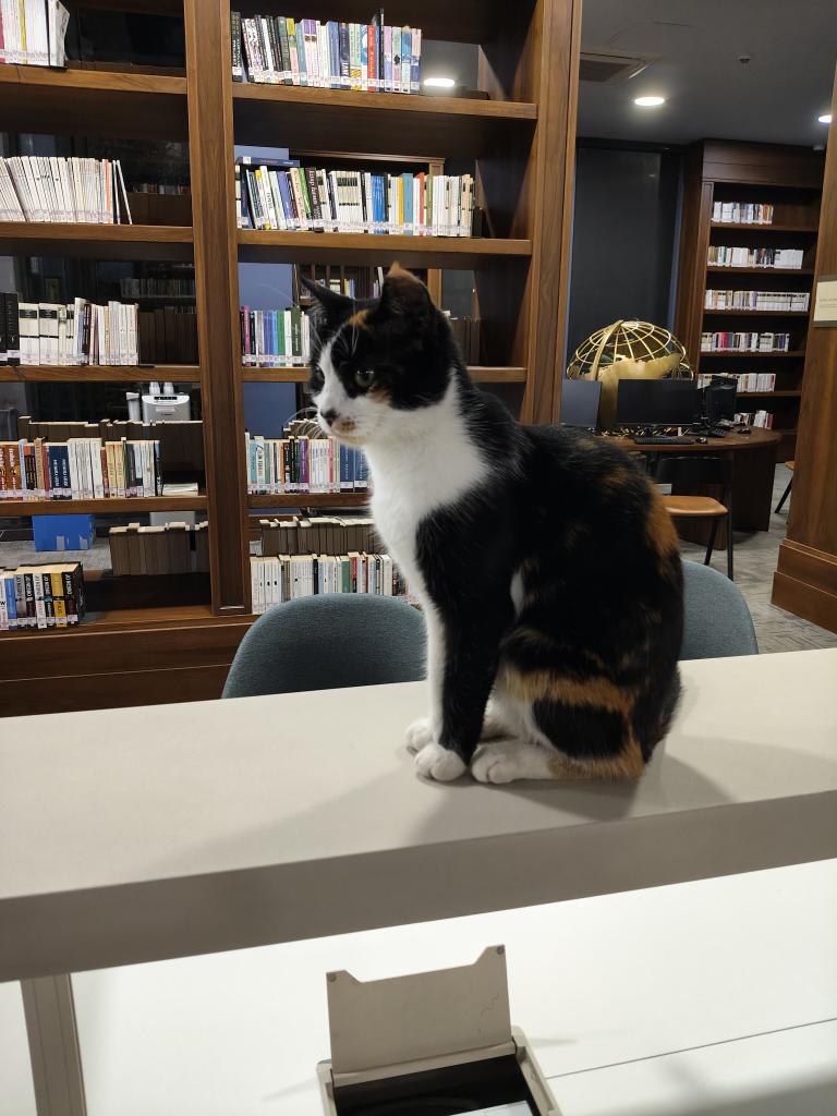 Coding and Cats tweet media