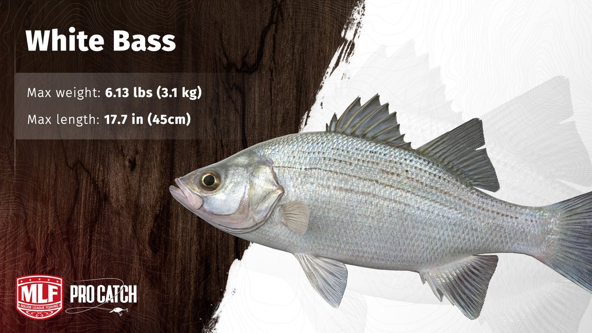 MLFProCatch tweet media