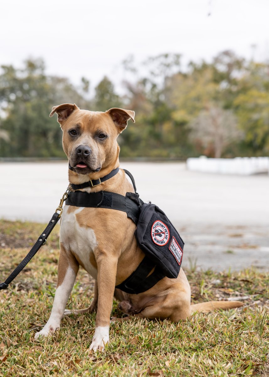 K9s For Warriors tweet media