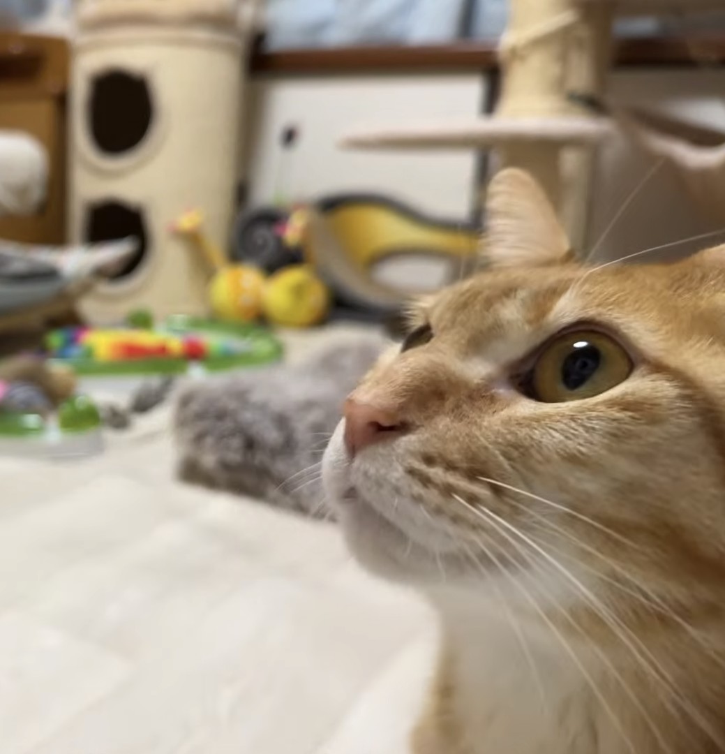 🤎ami*❅·̩͙໒꒱·̩͙⋆.*🐱🤎 tweet media