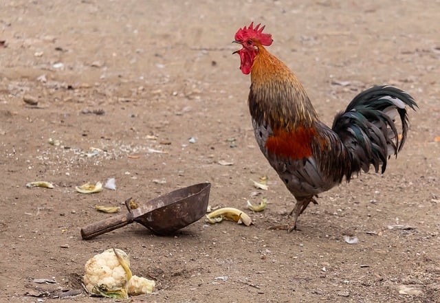 Jennifer Hossain tweet media