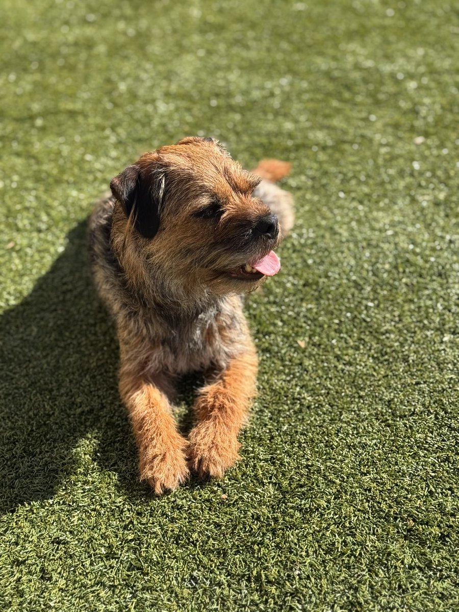 Sir Boots BT - bro to Sir Seb🌈💕 tweet media