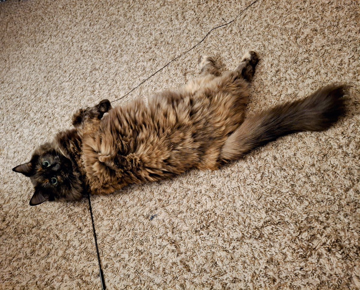 Olliefans 🤍 Oreo tweet media