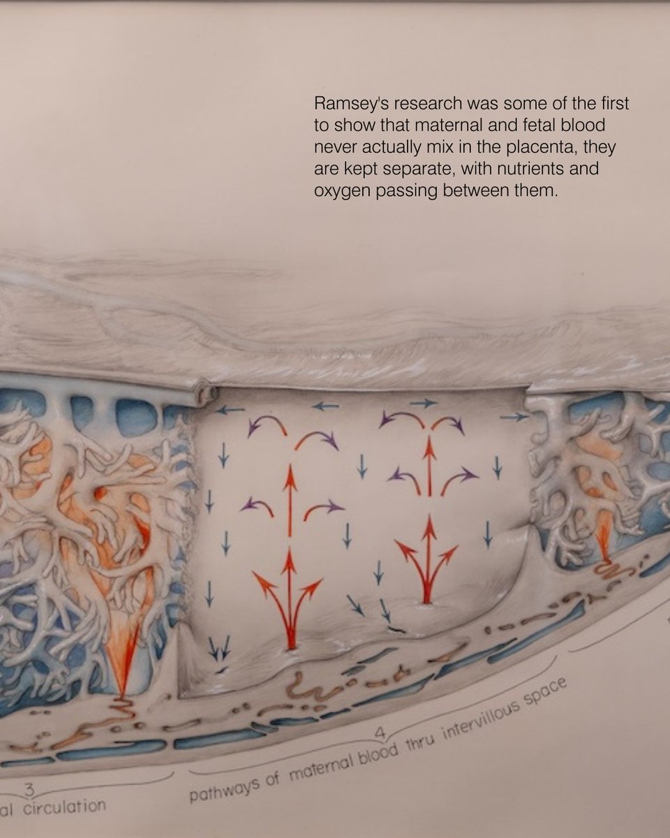 Carnegie Science tweet media