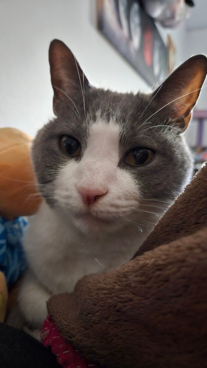 Khajiit Supports Palestinian Liberation tweet media