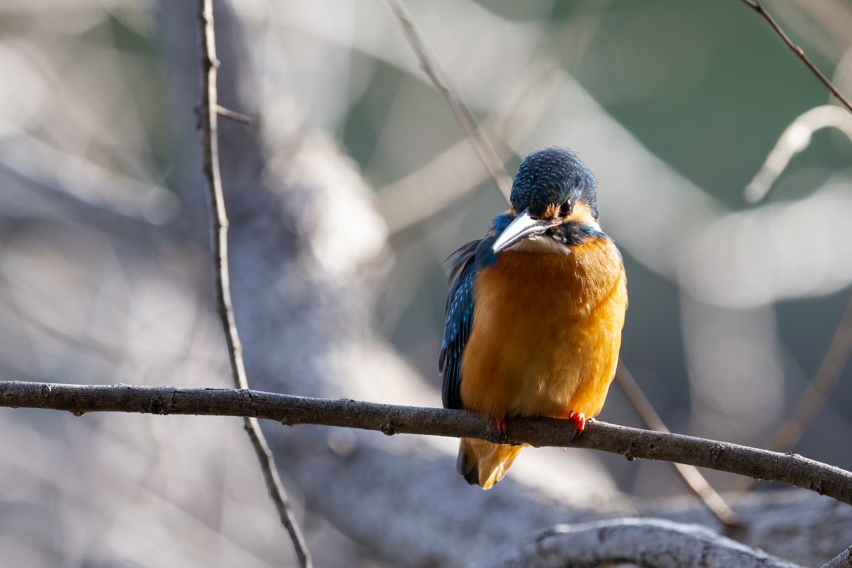 はこ@カワセミ要素多め tweet media