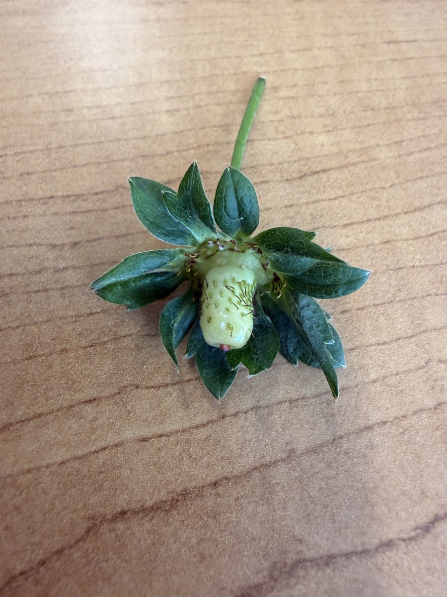 Sarah Middleton tweet media