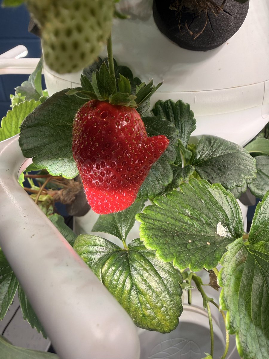 Sarah Middleton tweet media