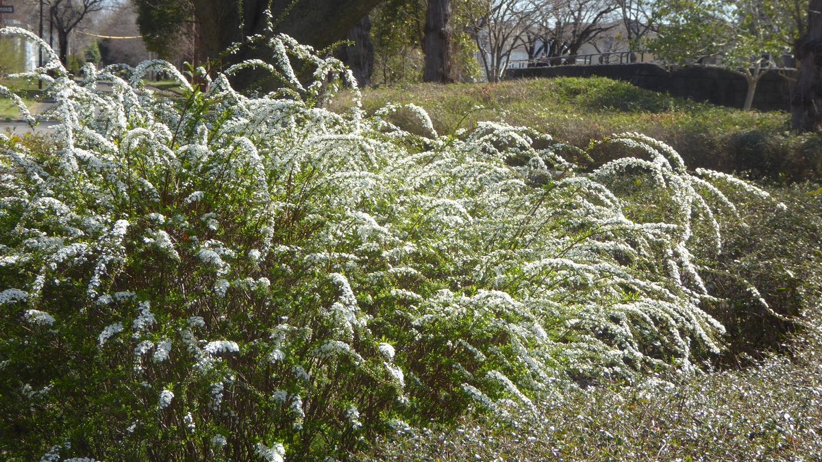 sinzou15's tweet photo. 先日、水元公園で撮ったユキヤナギ。
小さな白花が綺麗に咲いています。 https://t.co/q7dBx6Ji8q