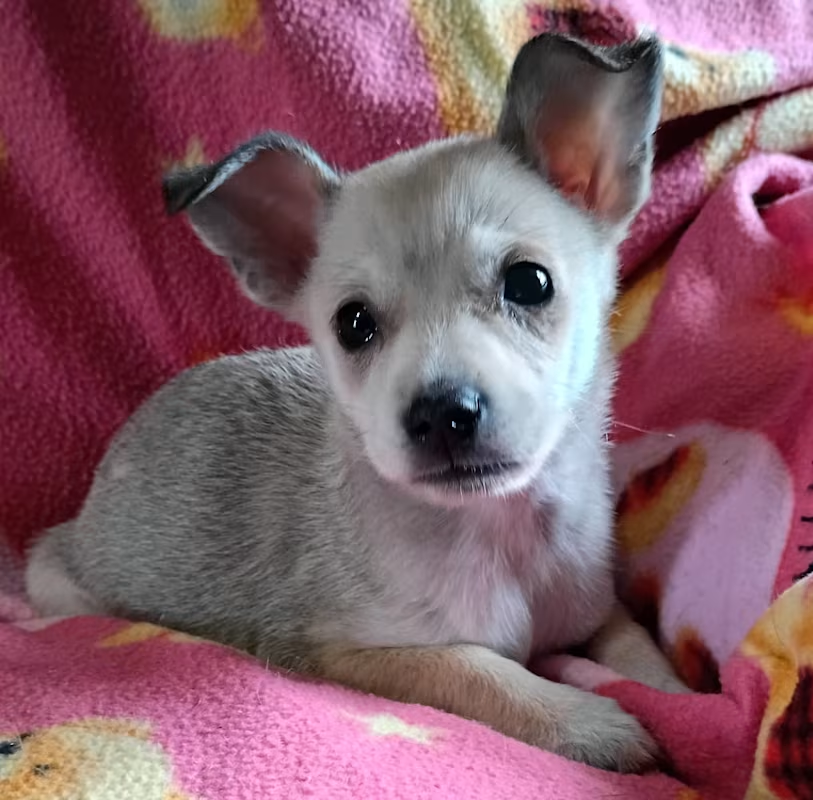 Տᗩᑎᗪᖇᗩ tweet media