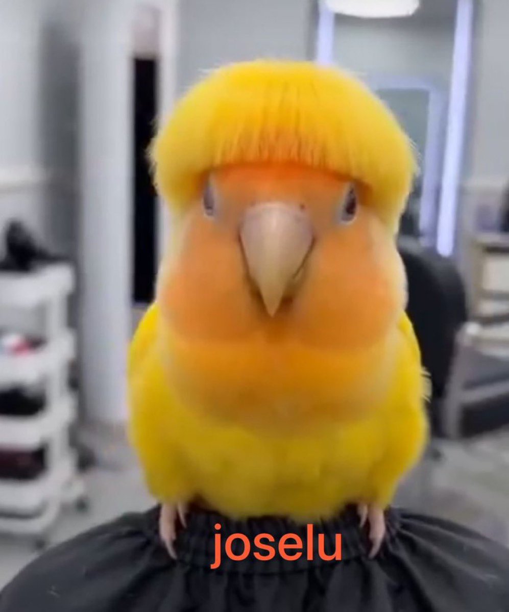 david #florentinodimision tweet media