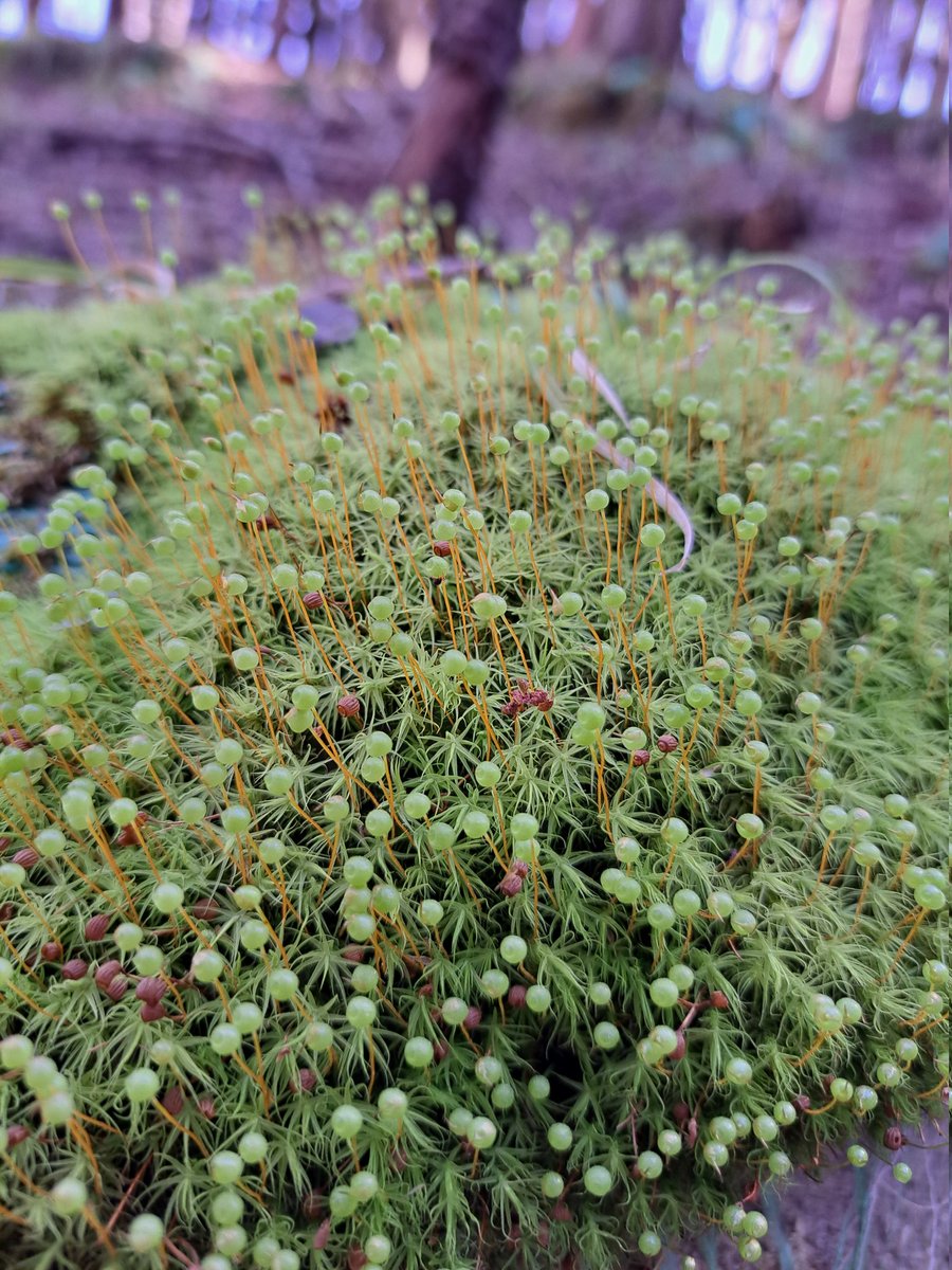 なめろうウニ tweet media