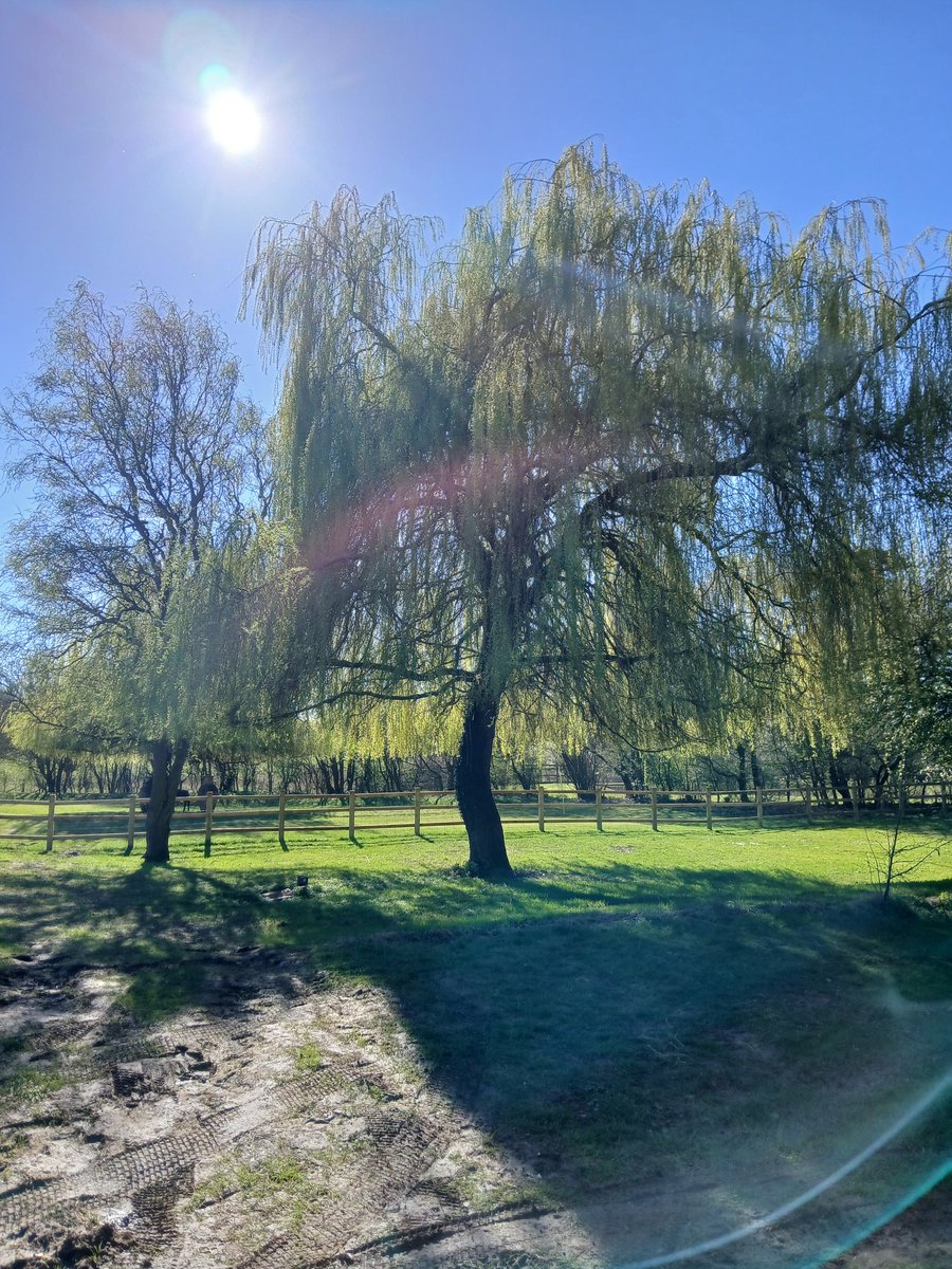 BEAR ELECTRICS (D.C.SPARKS +/-⚡) 🔜 Neighcon 26 tweet media