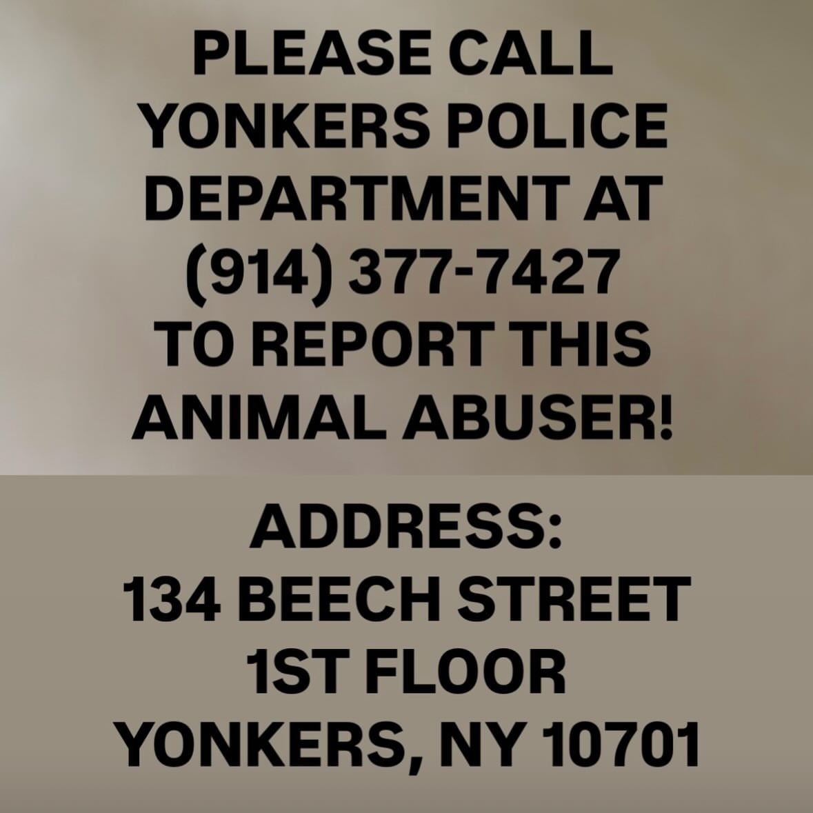 Foster a shelterpet at ZERO COST🐾 tweet media