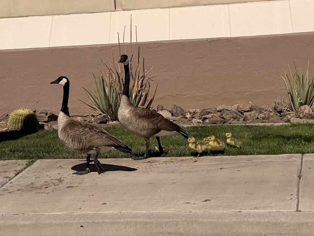 DamasceneMoment tweet media