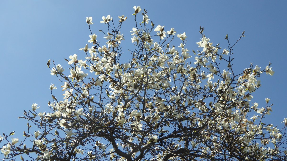 sinzou15's tweet photo. 近くで撮ったコブシの花。 https://t.co/tWUF3gCd8U