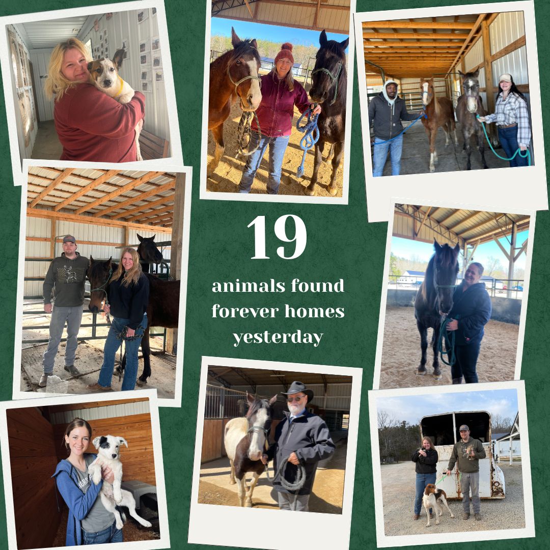 horsehumane's tweet photo. Yesterday 19 animals found their forever homes at our Lucky Day Adoption Event. ☘️

Horses, dogs, and cats all starting new chapters today. This Monday we have a horse buyout to pull horses from the slaughter pipeline.

Donate before Monday 🐴 https://t.co/zVFd8ErdnI

#HorsePlus https://t.co/a7fhQFxdZF