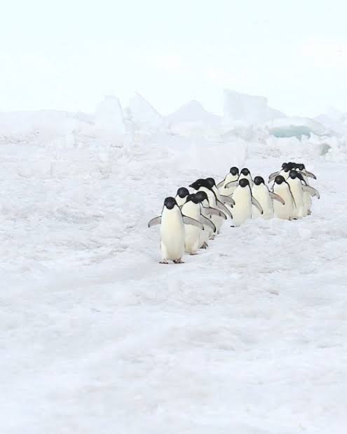 Knowmo27 (He/Haw) tweet media