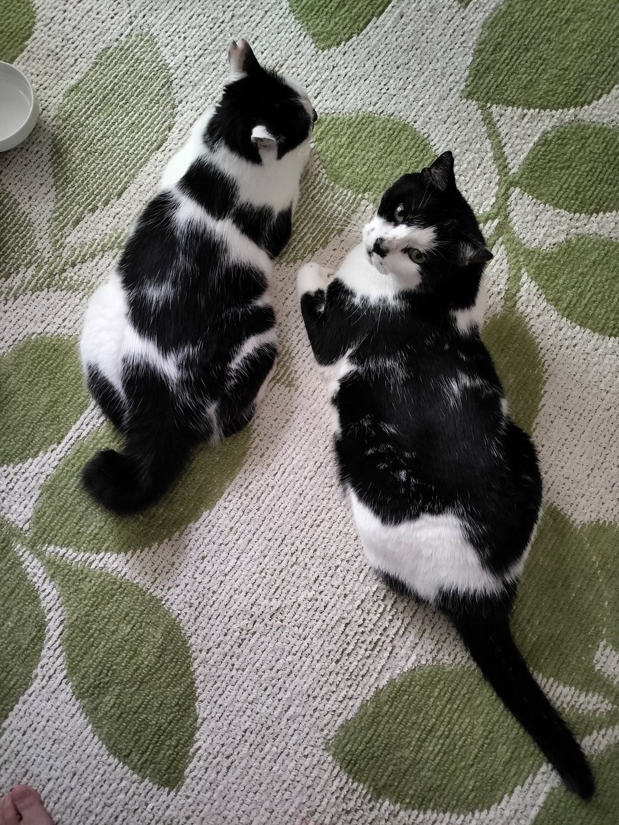 Chobi&Moko （略称　チョビ） tweet media