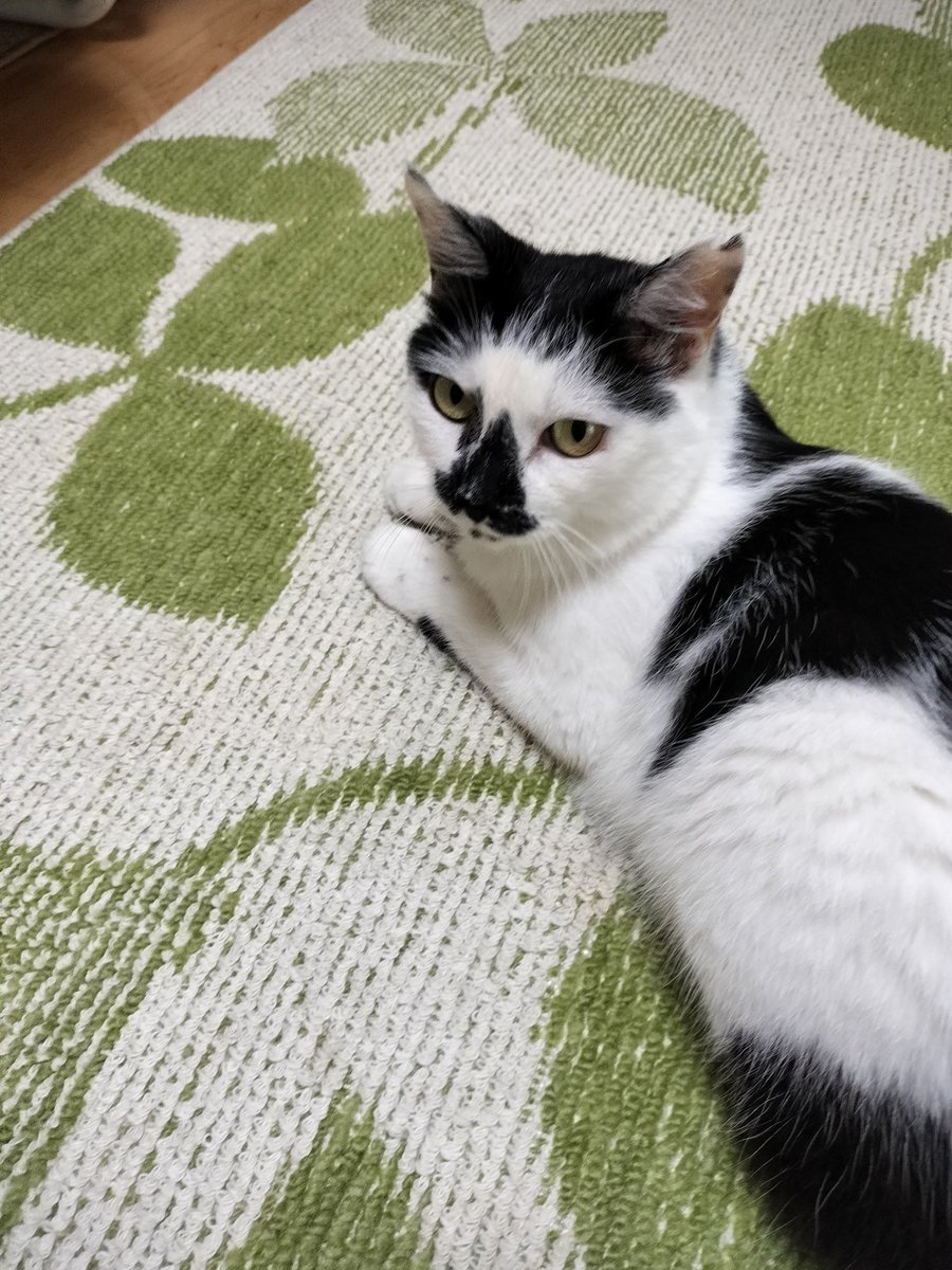 Chobi&Moko （略称　チョビ） tweet media